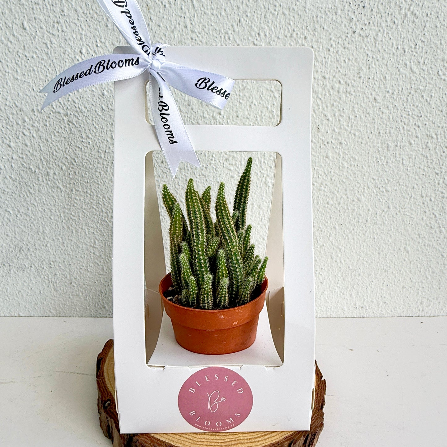 “Bloom & Grow” Teacher’s Day Special