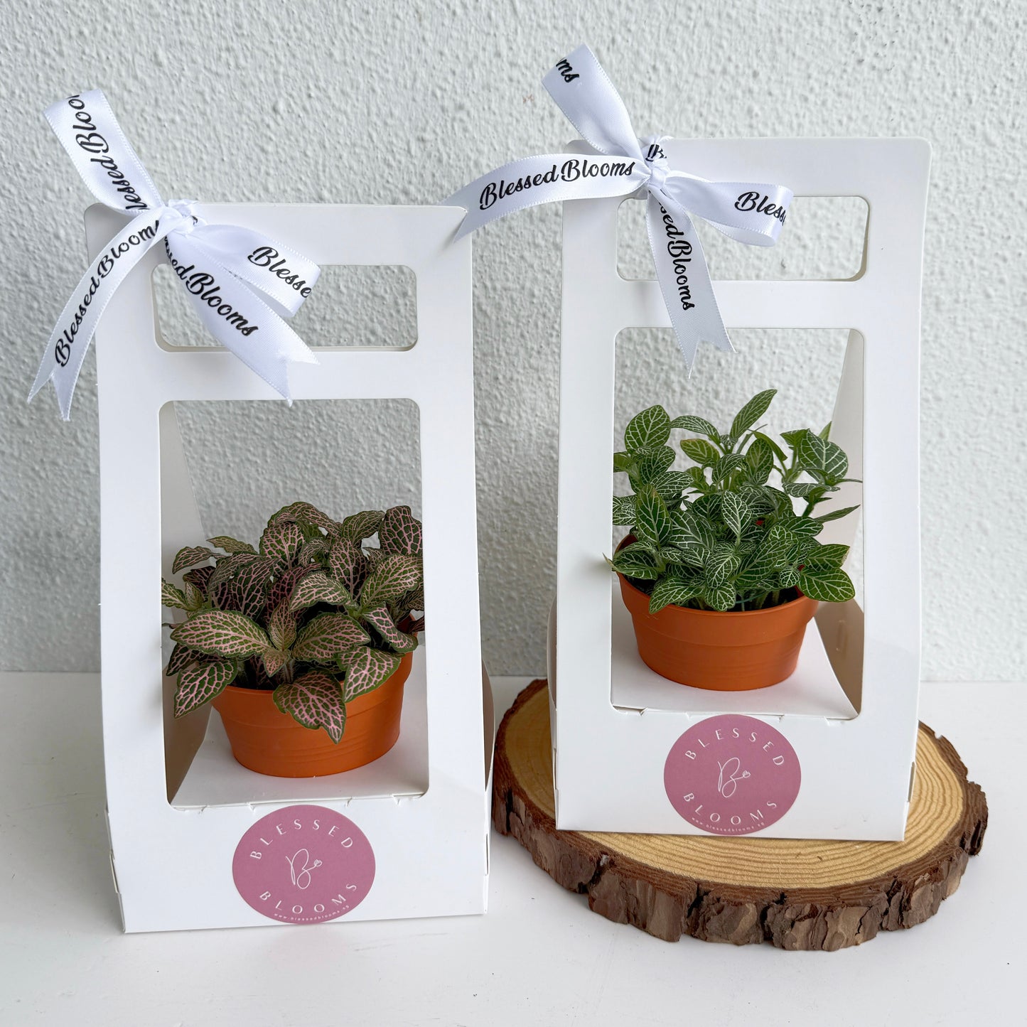 “Bloom & Grow” Teacher’s Day Special