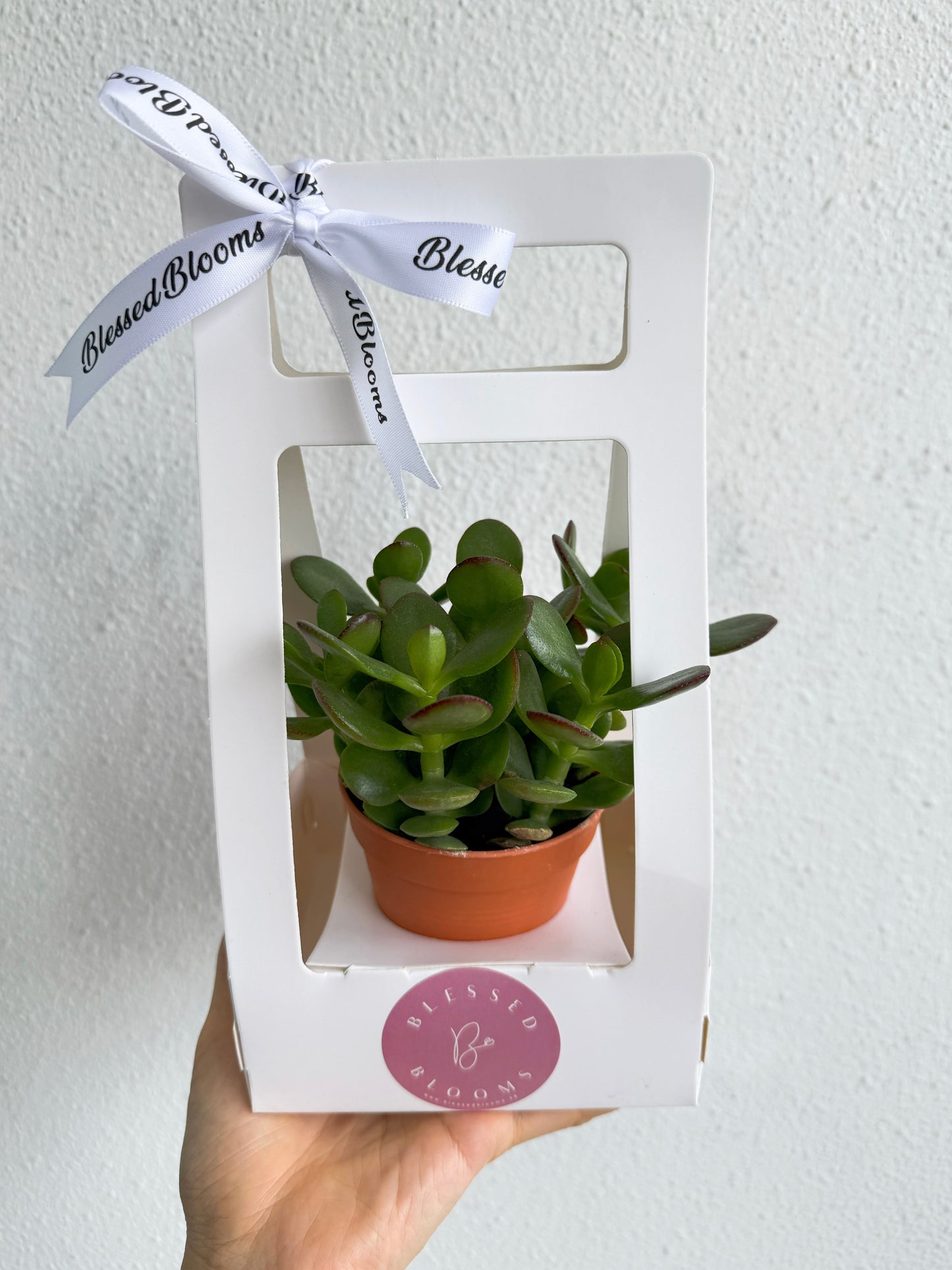 “Bloom & Grow” Teacher’s Day Special