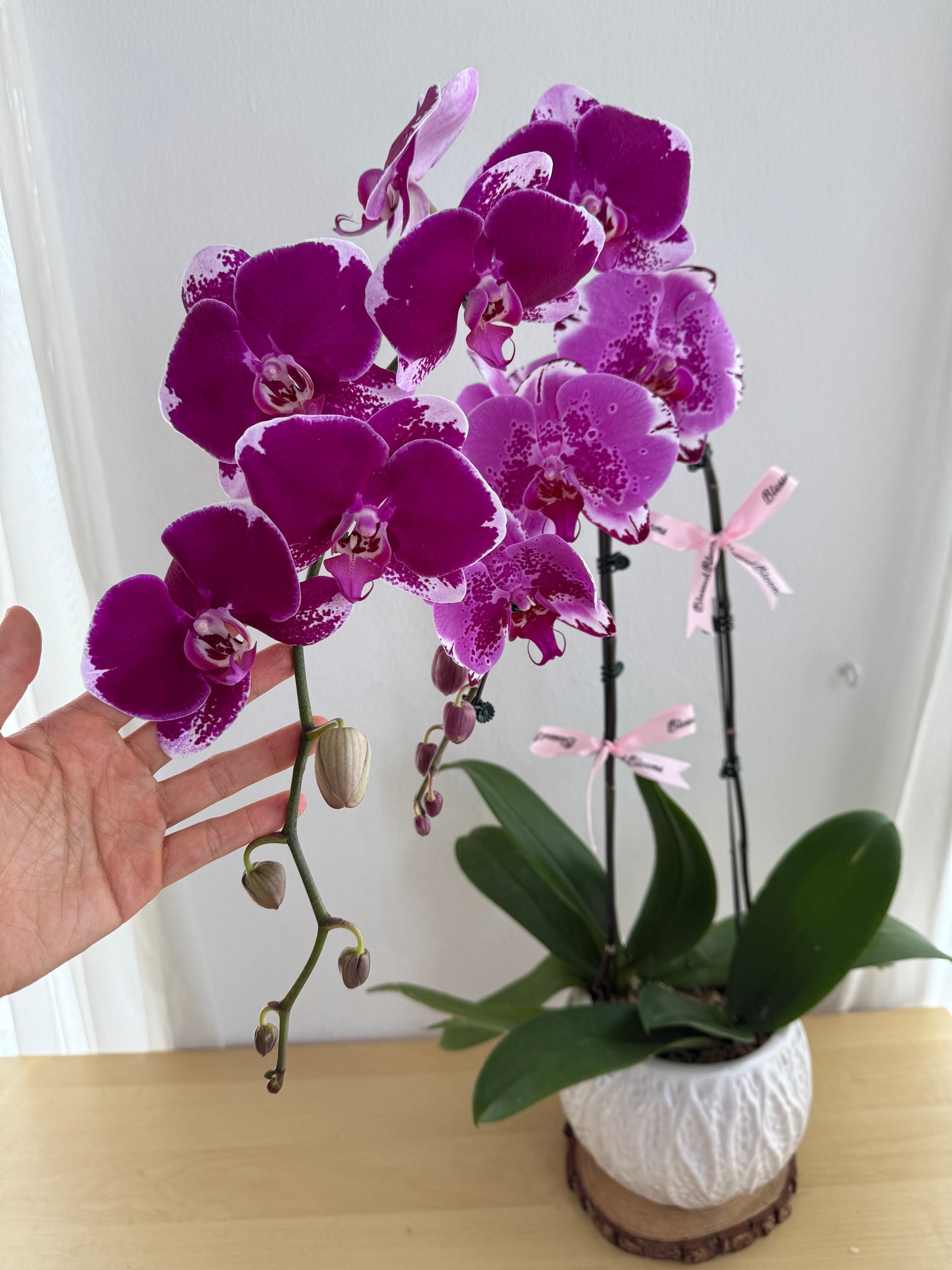Phalaenopsis Pot