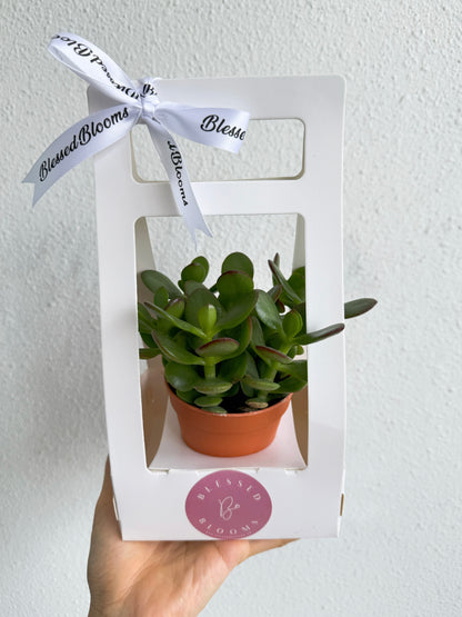 “Bloom & Grow” Teacher’s Day Special