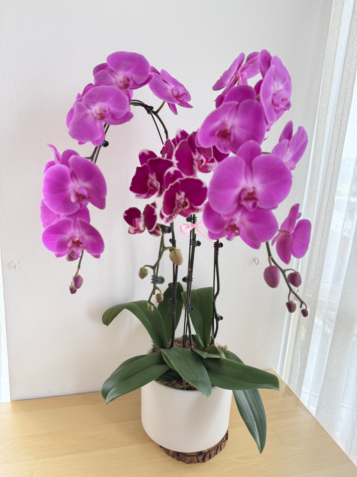 Phalaenopsis Pot