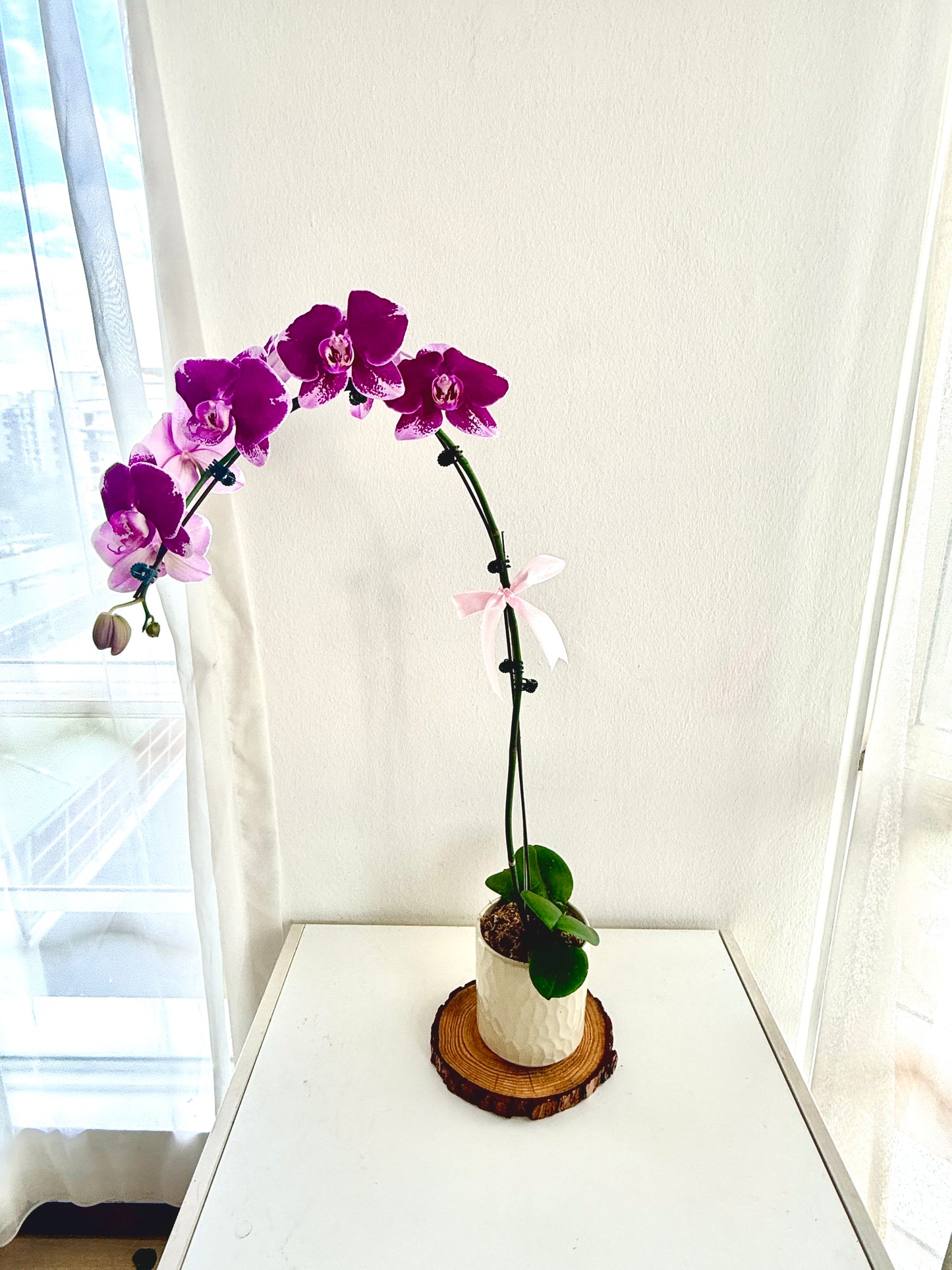 Phalaenopsis Pot